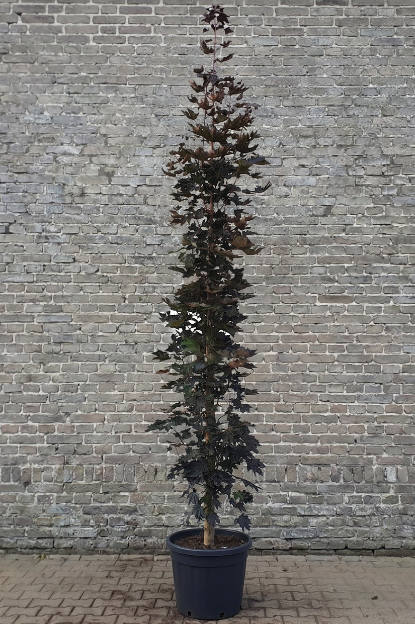Noorse esdoorn Zuilvorm - Acer platanoides 'Crimson Sentry'