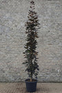 Noorse esdoorn Zuilvorm - Acer platanoides 'Crimson Sentry'