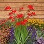 Biologisch Montbretia - Crocosmia 'Lucifer'