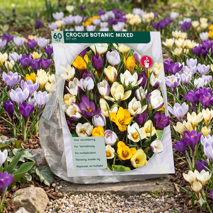 Krokus Botanisch Mix kleuren -  180 bloembollen