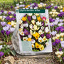 Krokus Botanisch Mix kleuren -  180 bloembollen