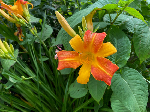 Daglelie (Geel/Rood) - Hemerocallis 'Frans Hals'