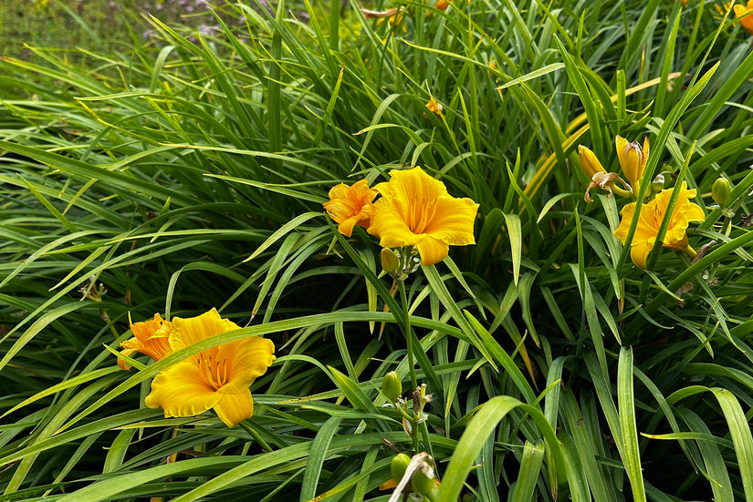 Biologisch Daglelie - Hemerocallis 'Stella de Oro'