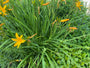 Daglelie - Hemerocallis 'Aten'