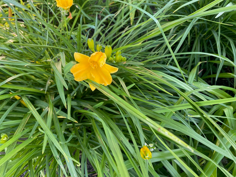 Daglelie - Hemerocallis 'Hyperion' TIP