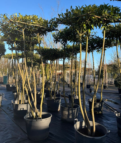 Daklaurier meerstammig - Prunus caucasica dakboom