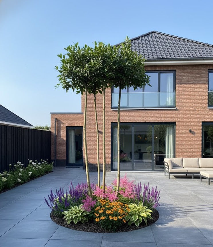 Meerstammige dakboom - Daklaurier wintergroen (Nog 4 stuks op=op)