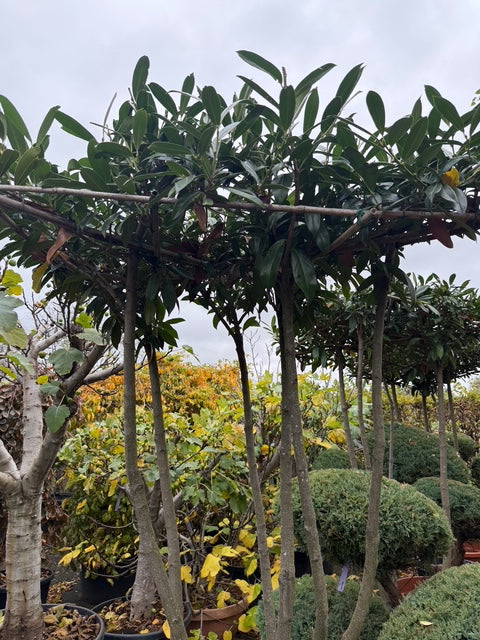 Meerstammige dakboom - Daklaurier wintergroen (Nog 4 stuks op=op)