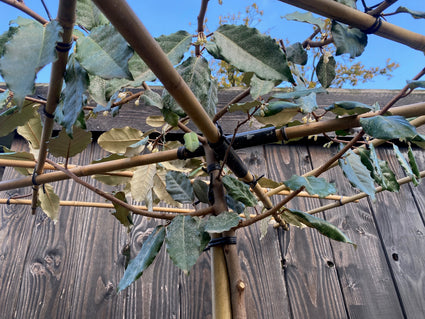 Dakboom Olijfwilg - Elaeagnus ebbingei - Wintergroen