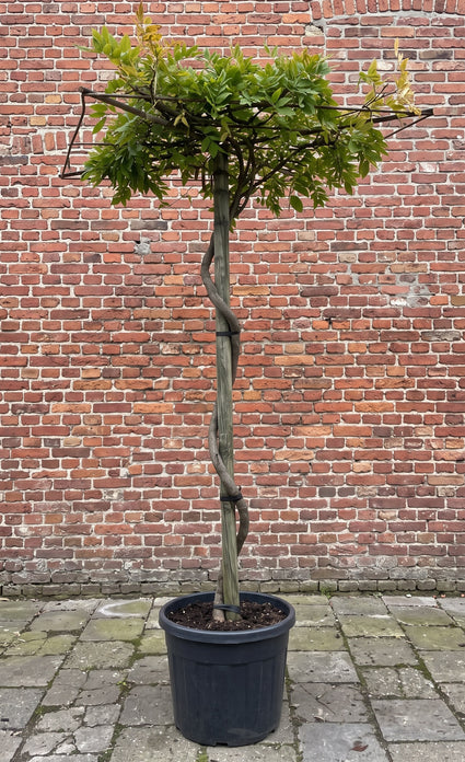 Blauwe regen - Wisteria brachybotrys 'Iko Yama Fuji'