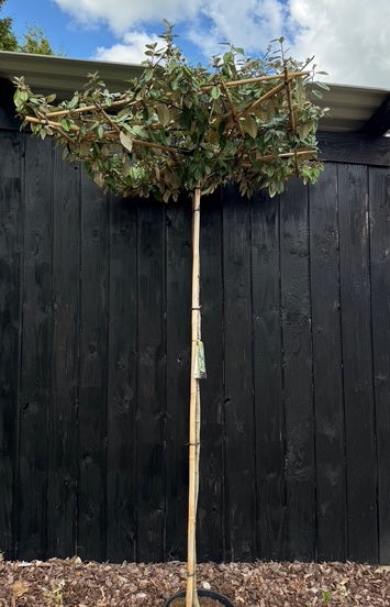 Dakboom Olijfwilg - Elaeagnus ebbingei - Wintergroen en vierkant rek 120x120 cm