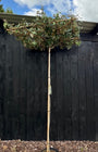Dakboom Olijfwilg - Elaeagnus ebbingei - Wintergroen en vierkant rek 120x120 cm