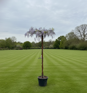 Dakwisteria stamhoogte 190-200 cm