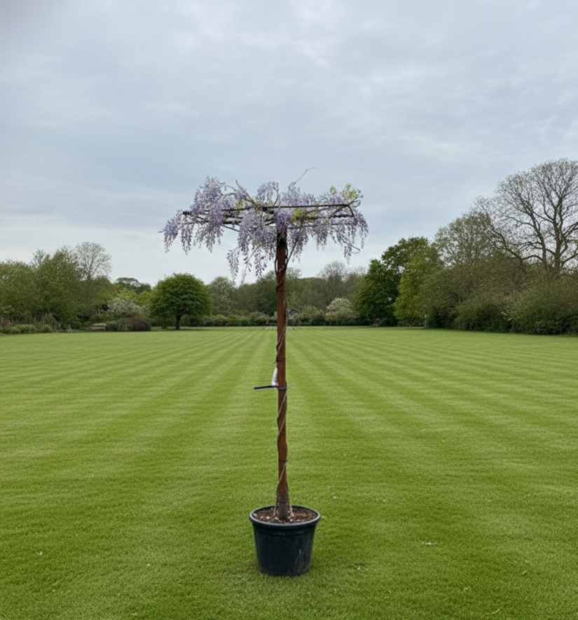 Dakboom Blauwe regen - Wisteria 90x90 cm dak