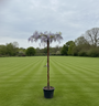 Dakboom Blauwe regen - Wisteria 90x90 cm dak