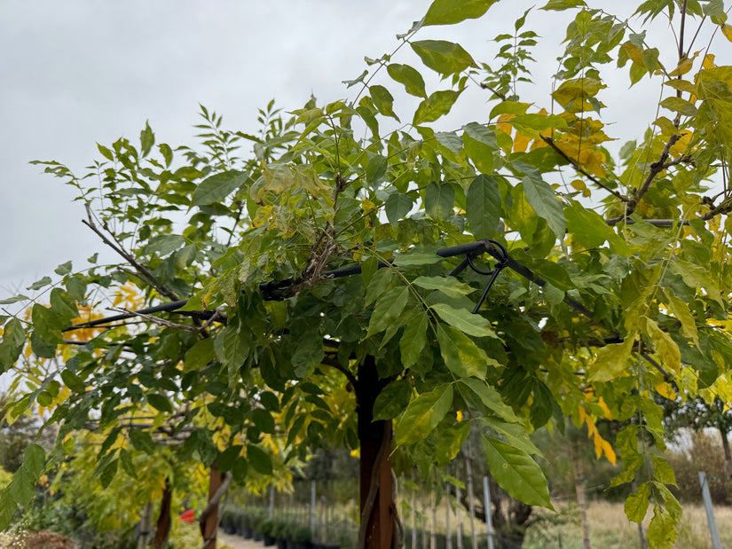 Dakboom Blauwe regen - Wisteria 90x90 cm dak