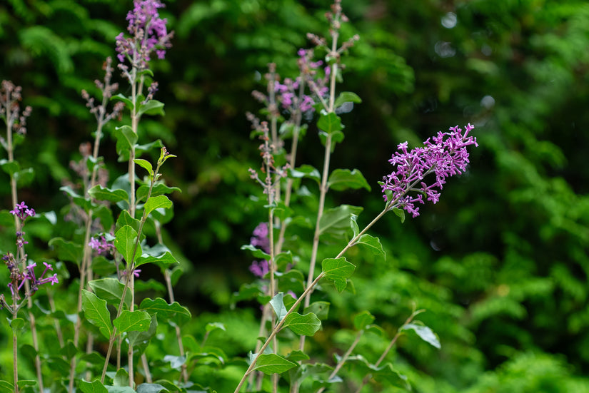 Sering op stam - Syringa v. 'Dark Purple'