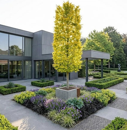 Gele Zuilbeuk - Fagus sylvatica 'Dawyck Gold'