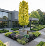Gele Zuilbeuk - Fagus sylvatica 'Dawyck Gold'