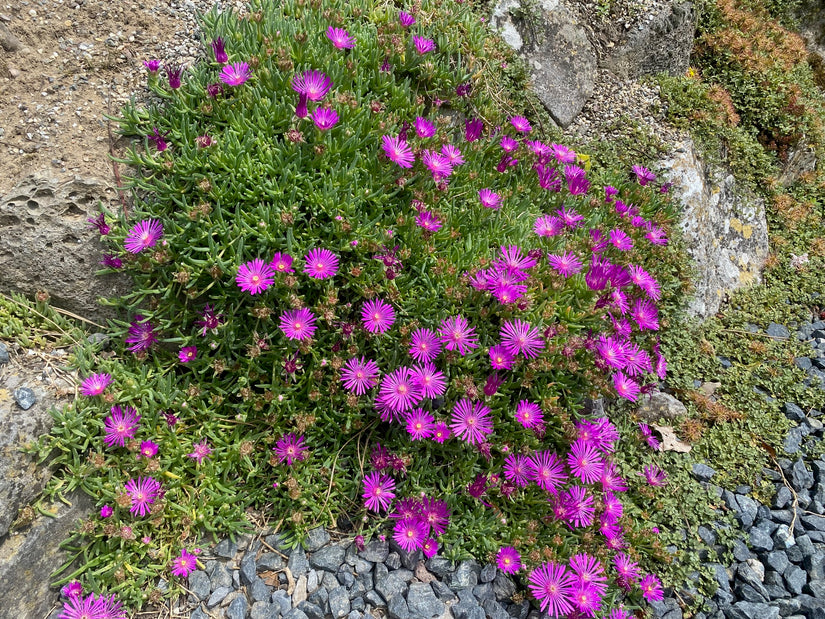 IJsbloem - Delosperma Cooperi