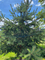 Grove den - Pinus sylvestris