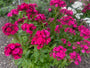 Duizendschoon - Dianthus barbatus