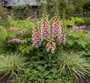 Gewoon vingerhoedskruid - Digitalis purpurea 'Apricot Beauty'