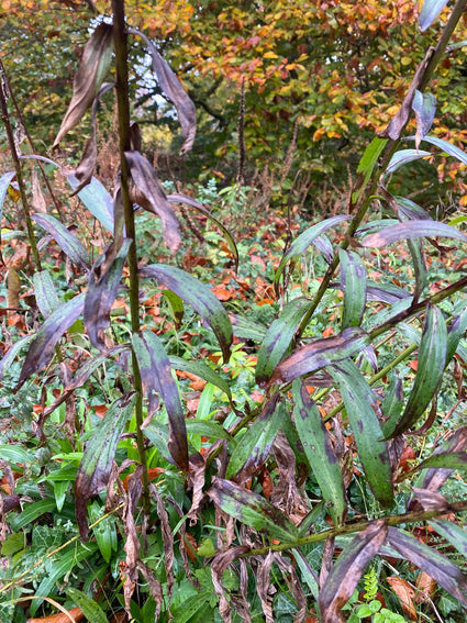 Geel vingerhoedskruid - Digitalis lutea