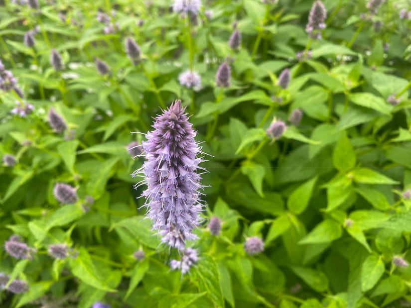 Dropplant - Agastache foeniculum TIP