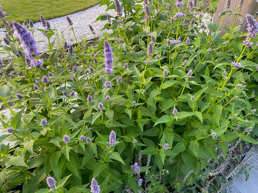 Dropplant - Agastache foeniculum TIP