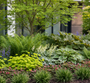 Dryopteris affinis varen met Hartlelie 'Hosta''witbont, Elfenbloem 'Epimedium' rubrum aan de rand, Perzische Muts 'Tiarella' en Kaukasisch vergeet mij nietje 'Brunnera', Vrouwenmantel 'Alchemilla' en siergrassen zoals Leliegras 'Liriope' en Zegge 'Carex' vooraan. zet rodgersia's op achtergrond met Krentenboompje amelanchier in schaduwborder