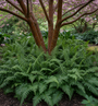 Dubbelloof - Blechnum spicant (Wintergroene varen)