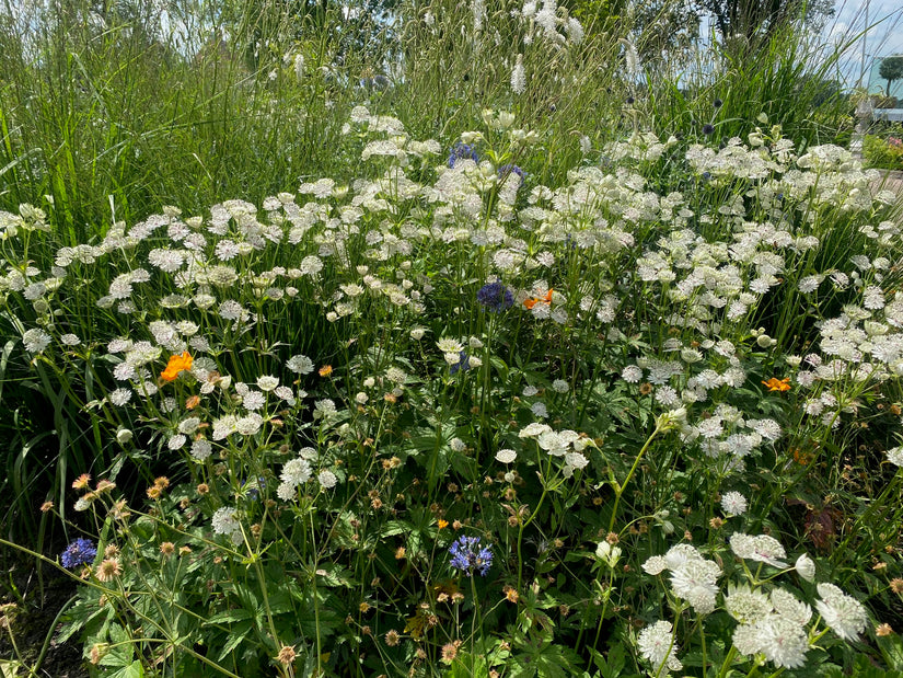 Kaukasisch duifkruid - Scabiosa caucasica 'Alba'