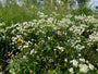 Kaukasisch duifkruid - Scabiosa caucasica 'Alba'