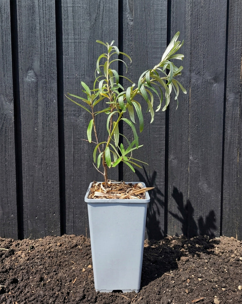 Biologische Duindoorn - Hippophae rhamnoides 'Sirola'