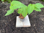 Duizendknoop (Rood, 100-140 cm) - Persicaria amplexicaulis 'Taurus'