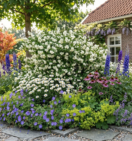 Boerenjasmijn - Philadelphus 'Manteau d'Hermine' (dwergjasmijn)