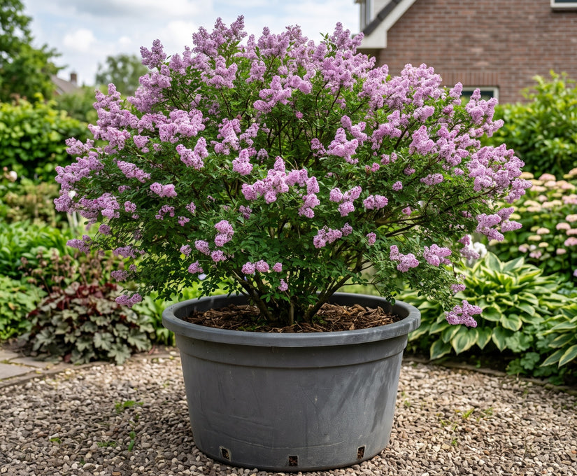 Dwergsering struikvorm / meerstammig - Syringa microphylla 'Superba'
