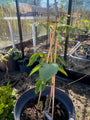 Walnoot dwergboom - Juglans regia Mini Multiflora 9