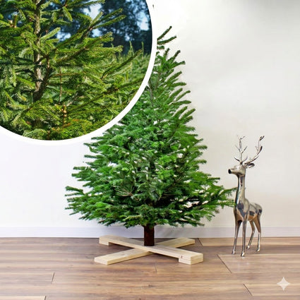 Echte kerstboom met Gratis Easyfix houten standaard - Nordmann gezaagd + Easyfix boorgat