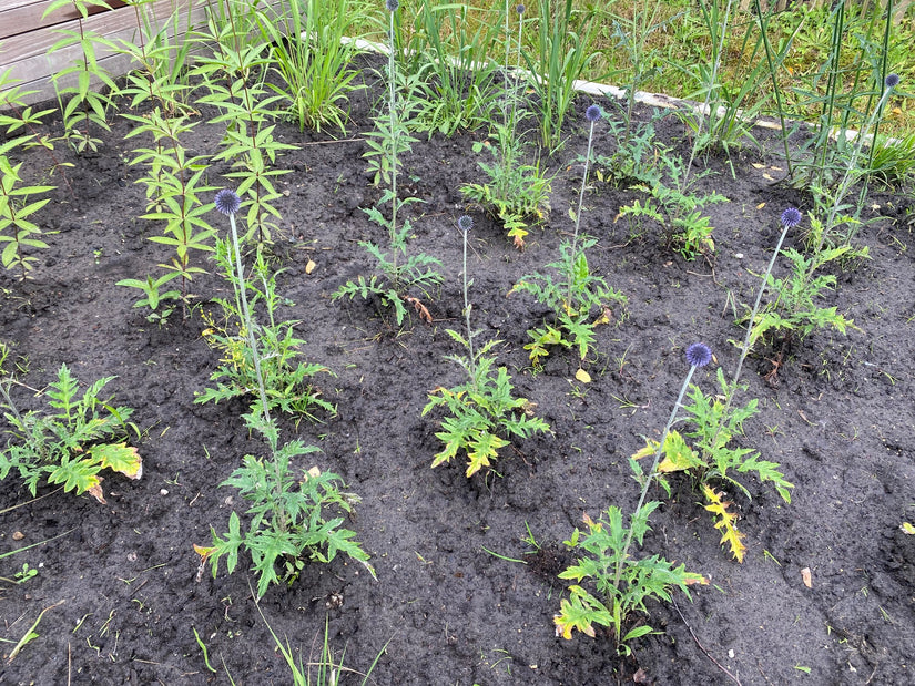 Biologisch Kogeldistel - Echinops ritro 'Veitch's Blue'