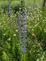 Slangenkruid - Echium vulgare