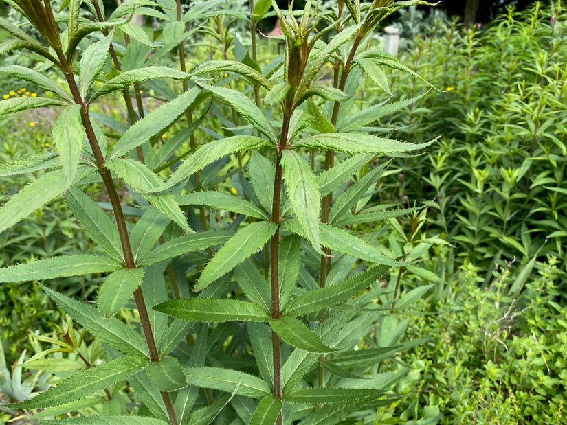 Echte Gamander - Teucrium chamaedrys