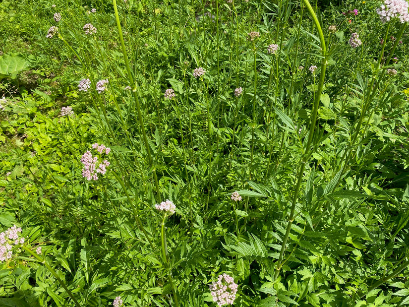 Echte valeriaan - Valeriana officinalis