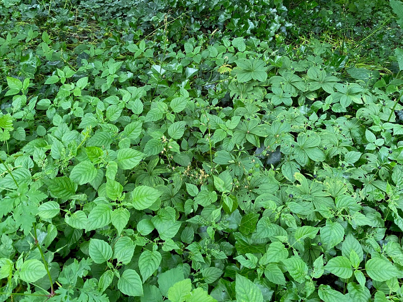 Eenbes - Paris quadrifolia