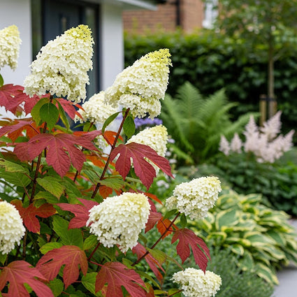 ai sfeerimpressie eikenbladhortesia alice