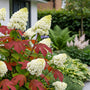 ai sfeerimpressie eikenbladhortesia alice