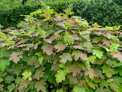 Eikenbladhortensia - Hydrangea quercifolia 'Snowflake'