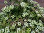 bloeiende eikenbladhortensia tegen muur