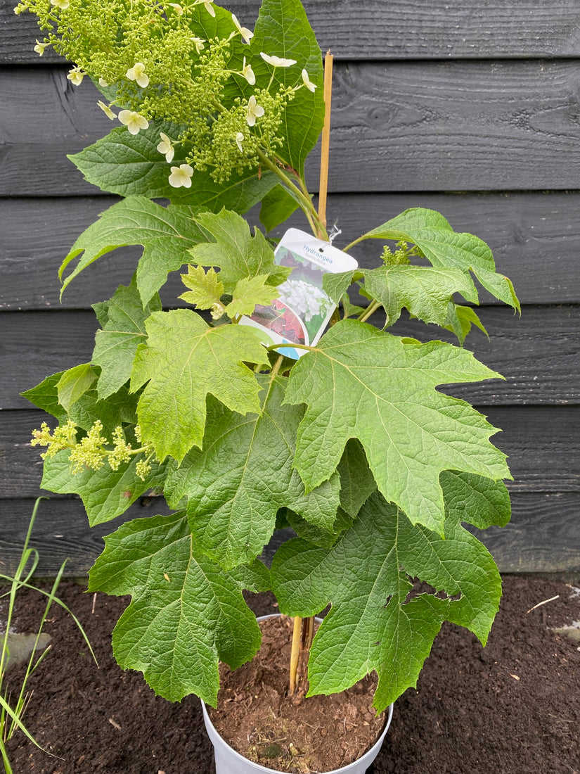 Eikenbladhortensia - Hydrangea quercifolia